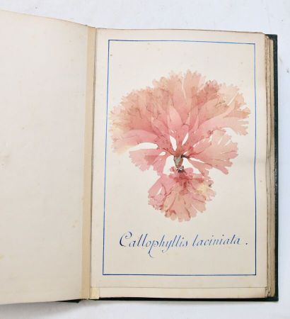 [ALBUM PHYCOLOGIE - ALGUES]
Beautiful album...