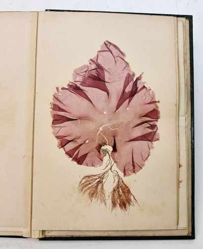 [ALBUM PHYCOLOGIE - ALGUES]
Beautiful album...