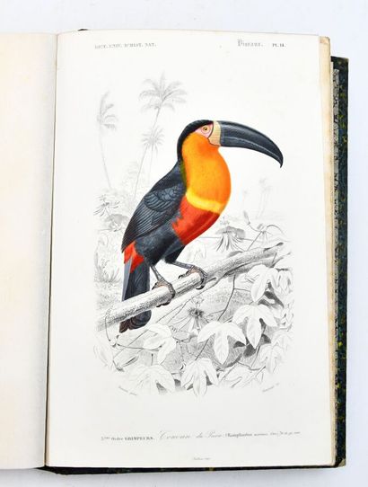 ORBIGNY (Charles d')
Dictionary of Natural...