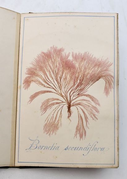[ALBUM PHYCOLOGIE - ALGUES]
Beautiful album...