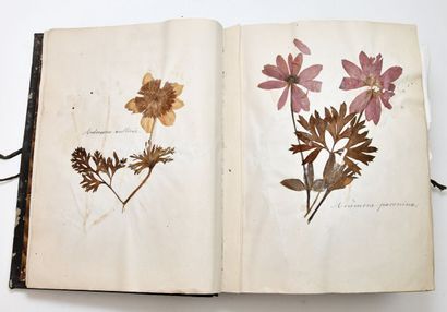 [HERBIER]
Herbarium collected by M. de LaA1385le...