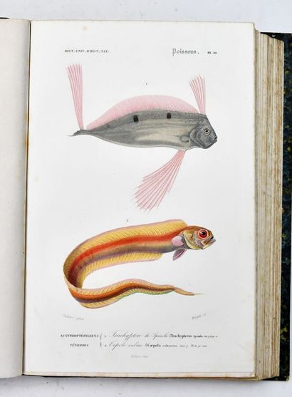ORBIGNY (Charles d')
Dictionary of Natural...
