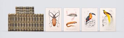 ORBIGNY (Charles d')
Dictionary of Natural...
