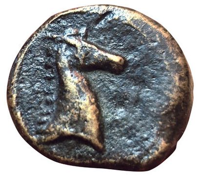 Set of 2 bronzes: 
- AE20 A/ Palm tree R/...