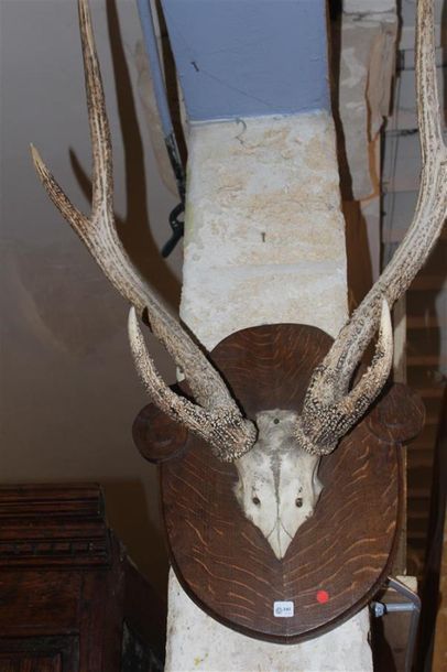 Trophée bois de cerf monté sur une plaque...