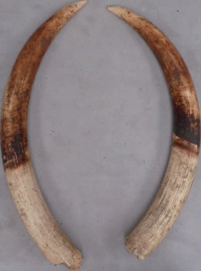 Paire de défenses brutes d'éléphant d'Afrique...