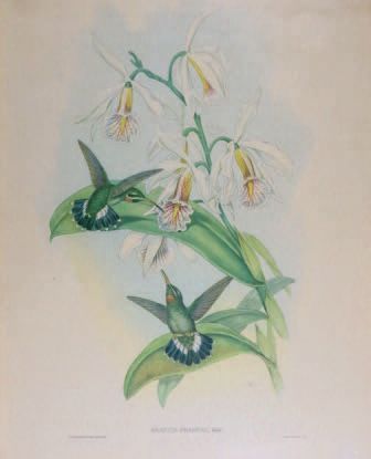 ECOLE ANGLAISE DU XIXe SIÈCLE
Colibris. Deux...