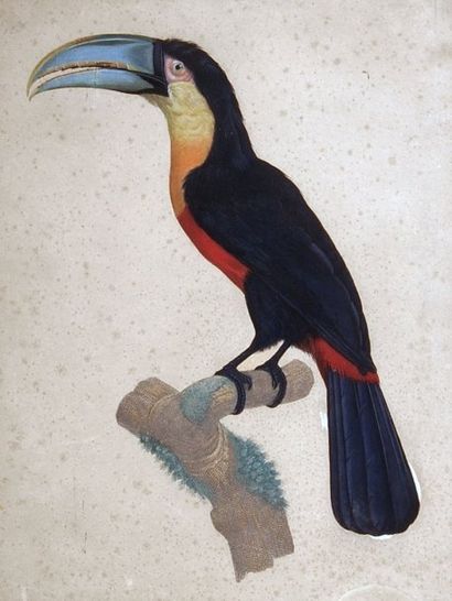 Ecole française du XIXe siècle étude de toucan....