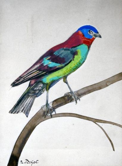 R. BIGOT Oiseau des iles. Gouache signée...