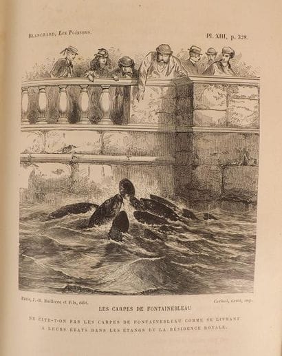 BLANCHARD (E.). LES POISSONS DES EAUX DOUCES...