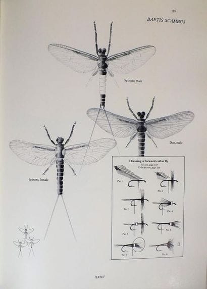 GAIDY (Ch.). EPHEMERAS « MAYFLIES » NATURALS...