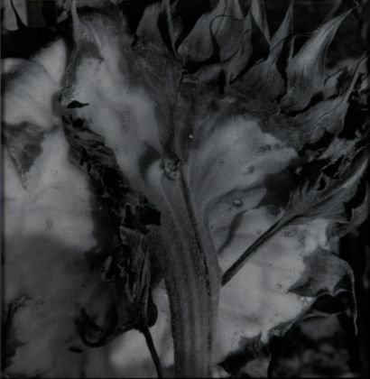 René MUNCH (1937)

Feuille, 1981.

Crayon...