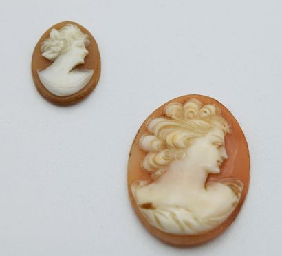 Two shell cameos representing a female p...