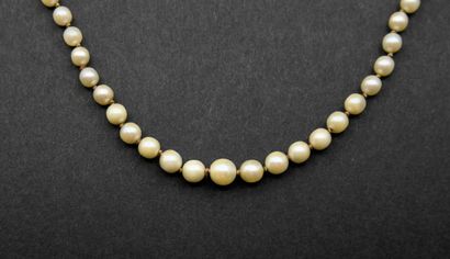 White pearl necklace. Wear on the pearls,...