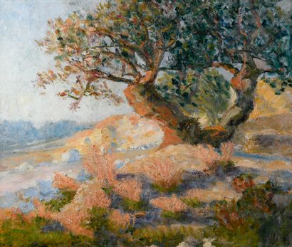 Early 20th century Provencal school
Old olive...