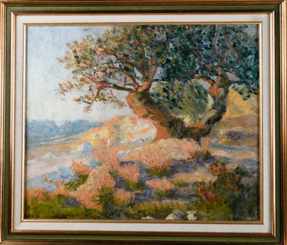 Early 20th century Provencal school
Old olive...