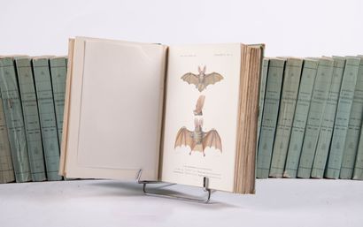 Orbigny (under the direction of Charles d'):
Dictionnaire...