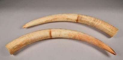 Ivoire paire de défenses d'éléphant, avec...