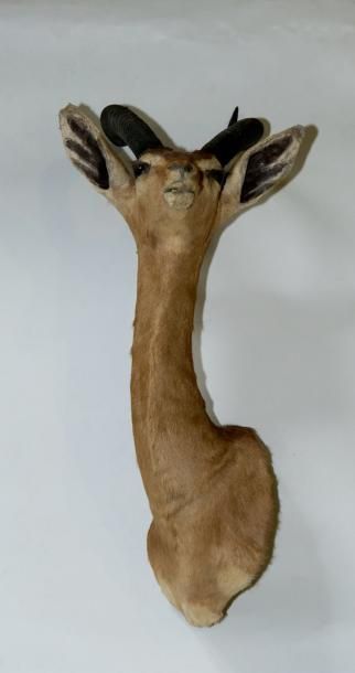 GAZELLE DE WALLER en cape