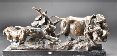 Buffle attaqué par trois lionnes. Epreuve...