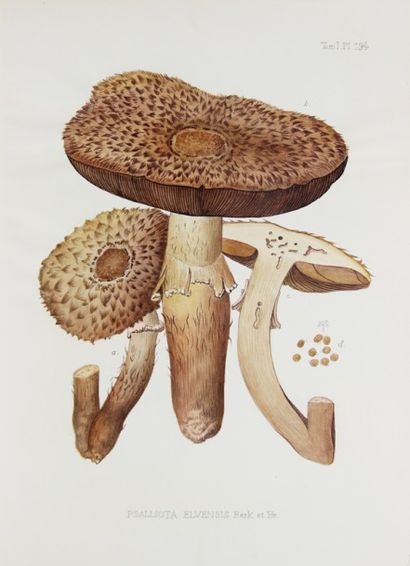 BOUDIER (Emile). Icones Mycologicæ ou Iconographie...