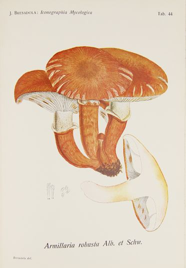 BRESADOLA (Giacomo). Iconographia Mycologica....