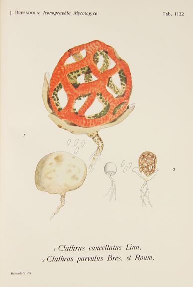 BRESADOLA (Giacomo). Iconographia Mycologica....