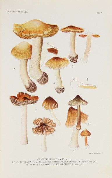 ENCYCLOPEDIE MYCOLOGIQUE. Ensemble de 6 volumes...