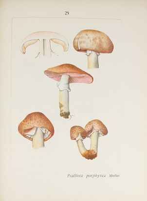 ESSETTE (Henri). Atlas mycologiques I. Les...