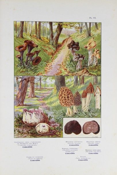 LAVAL (Docteur Ed.). Les champignons d’après...