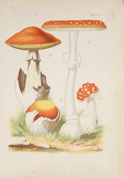MOYEN (J.). Les champignons. Traité élémentaire...