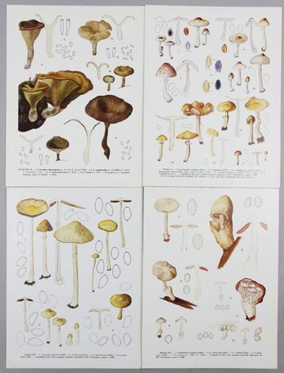 PEGLER - HEINEMANN. Flore illustrée des champignons...