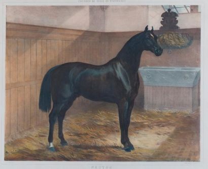 Cheval de selle et d'attelage, Nestor.
Gravure...