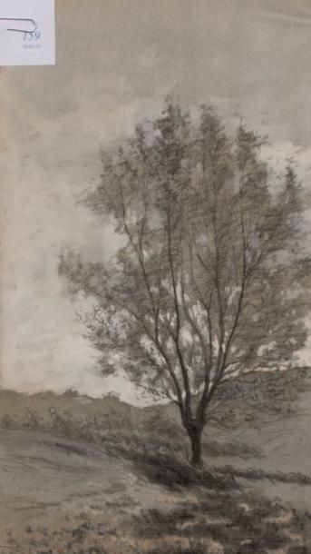Léon BENOIT (1891-1907)
Etude d'arbres et...