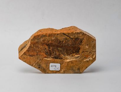 Feuille de trias fossile. Origine : Alle...