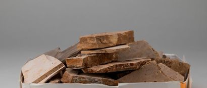 Lot d'insectes, coprolites de poissons et...