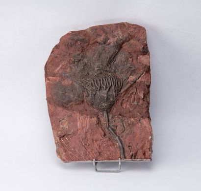 Crinoïde. Origine : Maroc. Epoque Siluri...