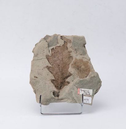 Feuille de chêne fossile. Origine : Ital...
