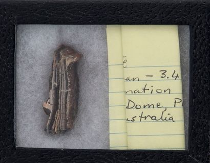 Stromatolithe de 3,49 milliard d'années....