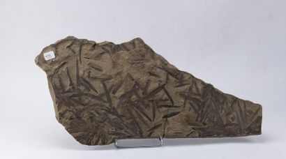 Plaque de Zamite avec des empreintes des...