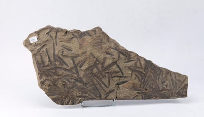Plaque de Zamite avec des empreintes des...