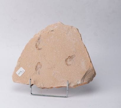 Plaque avec trois crevettes fossile. Origine...