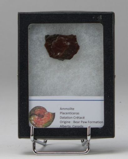 Morceau d'ammolite, variété d'ammonite. Origine...