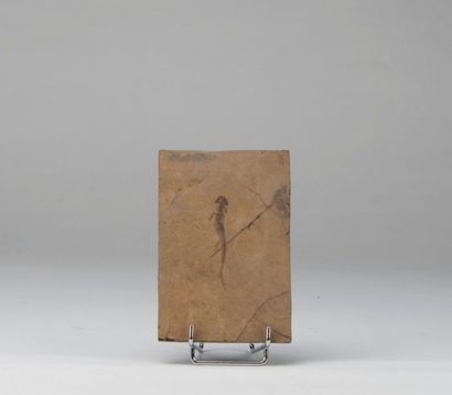 Plaque avec amphibien. Origine : Allemag...