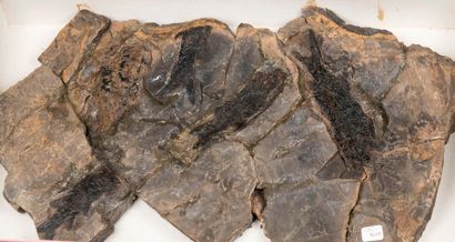 Plaque avec 5 poissons fossile. Origine :...