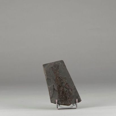 Fossile de poisson. Origine : Buxière-le...