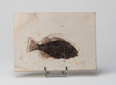 Poisson Priscacara fossile. Dim plaque :...