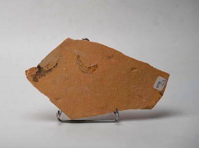 Poisson et ammonites fossile. Origine : ...