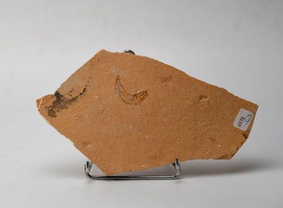 Poisson et ammonites fossile. Origine : ...