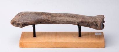 Radius de bison fossile. Origine : USA